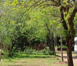 Emplacement Camping Les Amandiers
