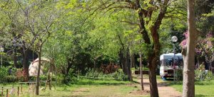 Emplacement Camping Les Amandiers