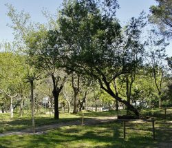 emplacement Camping Les Amandiers