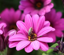 fleurs végetation Camping Les Amandiers