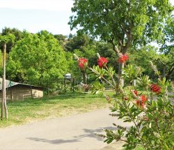 nature et vegetation Camping Les Amandiers