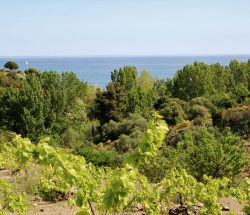 vegetation Camping Les Amandiers