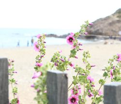 plage Camping Les Amandiers