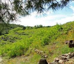 paysage vegetation Camping Les Amandiers