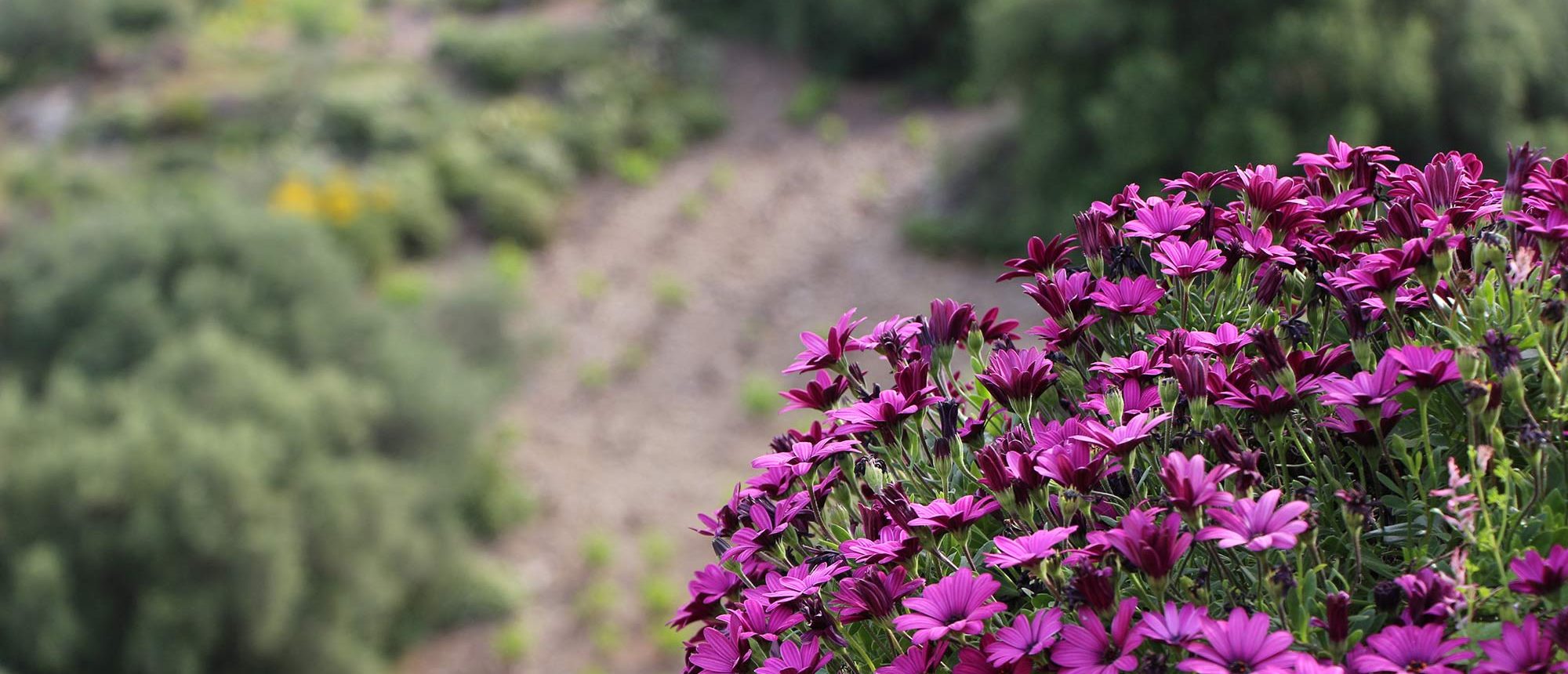 Vegetation fleurs Camping Les Amandiers